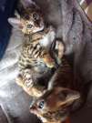 A fajtatiszta bengáli cica sürgősen felajánlja