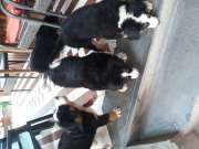 Berni Pásztor kiskutyák eladók