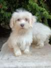 Bichon havanese babák a