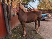 Eladó 7 hónapos kanca csikó